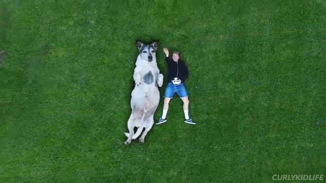 The worlds BIGGEST dog! смотреть онлайн