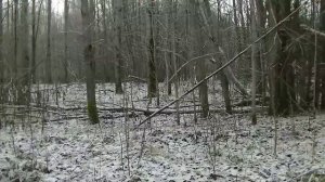 Охота с гончими. Выход со Степанычем. (1).mp4