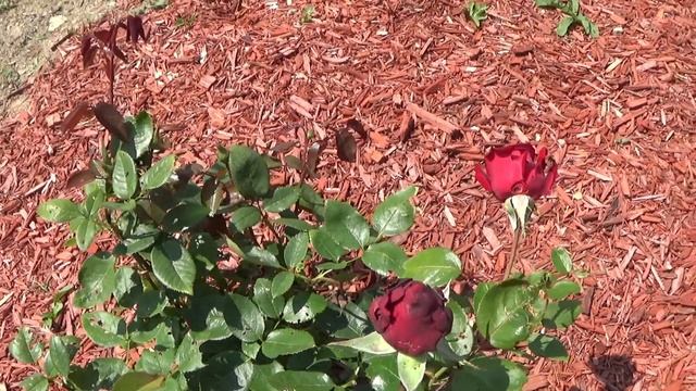 Ingrid Bergman Hybrid Tea Rose, Quick Tip For Keep Your Hybrid Tea Roses Blooming Longer смотреть онлайн