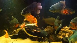 Огромный аквариум дома  Кормление рыб