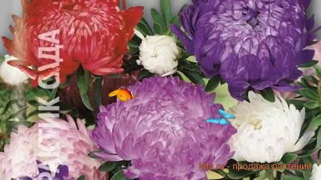 Астра пионовидный Дюшес микс (dyushes miks) ? Дюшес микс обзор: как сажать, семена астры Дюшес микс смотреть онлайн