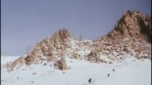 Продается медвежья шкура.