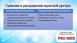 Анатомия Мочеиспускательного Канала! Мужская и Женская Уретра за 5 минут!!!