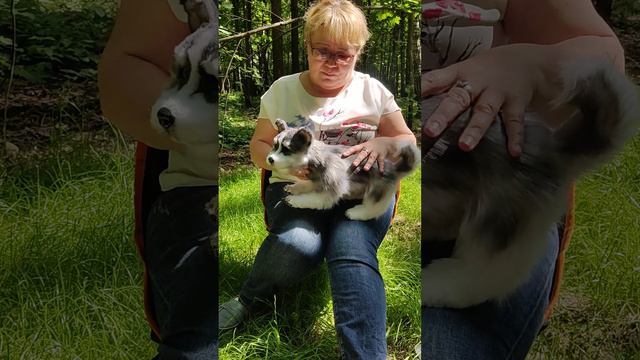 Реалистичная игрушка, щенок хаски смотреть онлайн