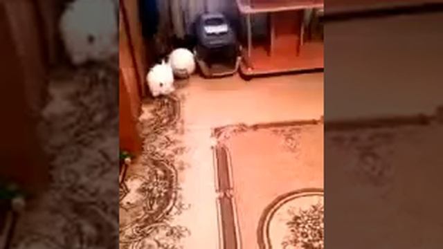 Видео0058 разминка с мячом смотреть онлайн