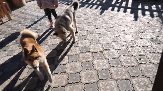 ШАШЛЫК БЕЗ МАРИНОВАНИЯ! ЭКСПРЕСС ШАШЛЫК смотреть онлайн