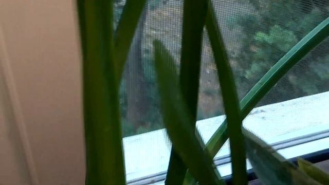 Комнатные растения на южном подоконнике в начале сентября смотреть онлайн