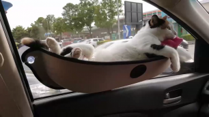 Кошка едет в гамачке под расслабляющую музыку
