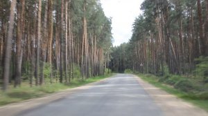 Калужская область. Сосновый бор по дороге в арт парк Николо-Ленивец.