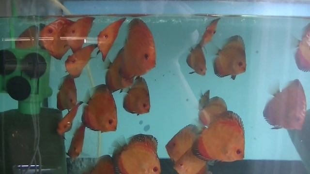 Дискусы на продажу. Ковер, Пиджен, Мальборо смотреть онлайн