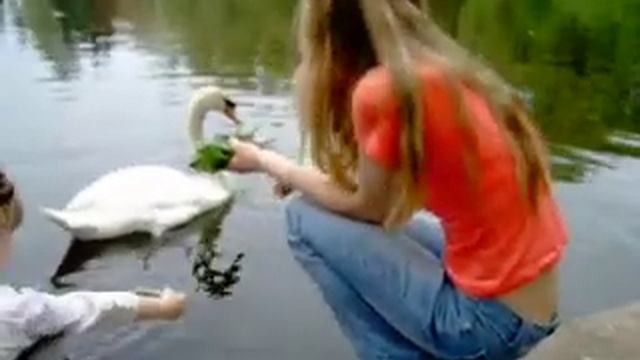 Аленушка кормит лебедя смотреть онлайн