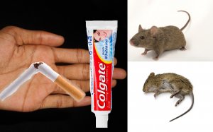 Как избавиться от мышей в частном доме.