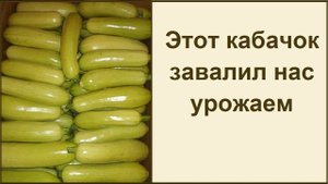 Сорта кабачков дающие большой урожай