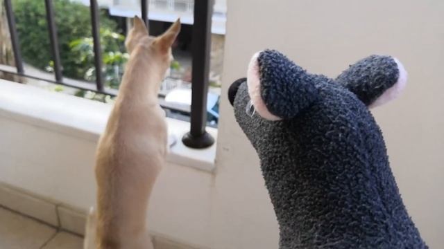 Карантин продолжается! смотреть онлайн