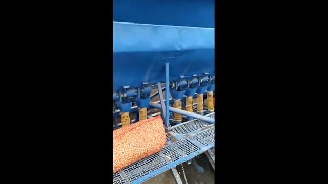 ВЕСТИ С ПОЛЕЙ. Сеем севок лука Штутгартер Ризен. смотреть онлайн