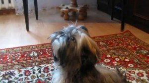 Забавная Дрессировка Щенка Ши-Тцу 5 Месяцев(Training a Puppy Shih Tzu)