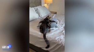 ПРИКОЛЫ С КОШКАМИ №488 Смешные Коты И Котята! Самые Милые И Прикольные!.mp4