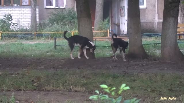 Hungry cat vs hungry dogs