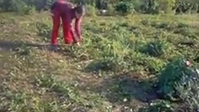 Окучиваю картошку  В огороде работы много