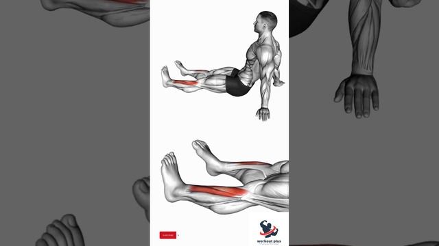 Calf Exercises From Home