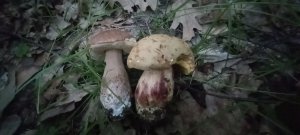 ❗ПРИШЛА ПОРА БЕЛЫХ И ПОЛУБЕЛЫХ❗