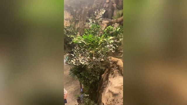 Крутой релакс! Экзотариум ЗА ТРИДЕВЯТЬ ЗЕМЕЛЬ. Парк Лога. Каменск-Шахтинский #2023  #топ #2023short