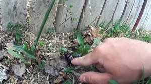 Майский жук. Дача.