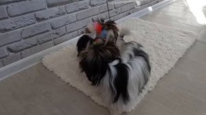 Бивер, цветные Йорки, Йорки разновидности, питомник Снежное Королевство