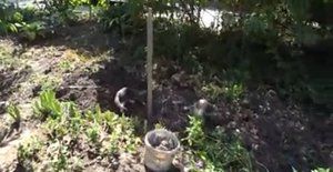 КУПИЛИ ДОМ НА КУБАНИ ВМЕСТЕ С НИМИ ??УБРАЛА ЛИЛИИ? А ВЕЧЕРОМ ПРИВЕЛ СЕМЬЮ?