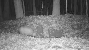 Барсук готовится к зимовке. Badger is preparing for the winter