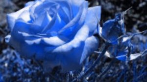 ЛЮБИМОЙ ЖЕНЩИНЕ ПОСВЯЩАЕТСЯ