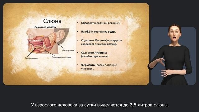 Пищеварительная система