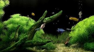Очень  красивая  заставка - аквариум