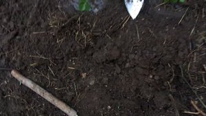 Чеснок и клубника на одной грядке