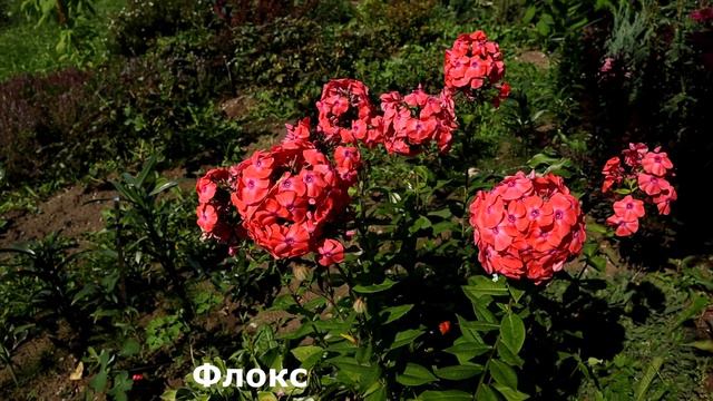 Все цветы лета для Вас - ПОЗДРАВЛЯЕМ С НАСТУПАЮЩИМ НОВЫМ 2022 ГОДОМ! Здоровья, счастья и удачи! смотреть онлайн