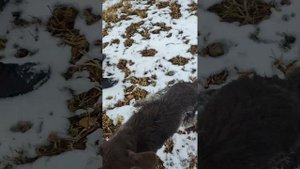 Лайка Собачий бой. серый против акелла. акелла 1.6 г Серый 8 месец. Серый линя отец шаман дед Волчо