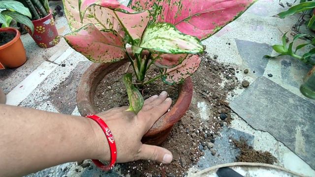Aglonema/Chinese evergreen/Aglonema repotting/ best soil mix for aglonema/Indoor plant/colourful