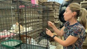 Отправка лилейников летом / Сад Ворошиловой