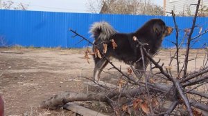 Тибетский мастив. Питомник "АЛИТЕ". СЛАБОНЕРВНЫМ НЕ СМОТРЕТЬ.