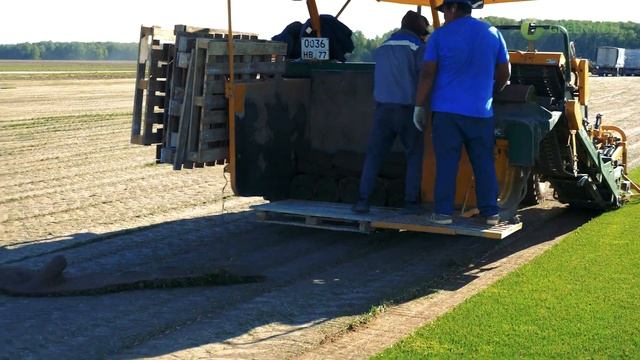 Как выращивают и срезают рулонный газон. Питомник рулонного газона