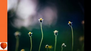 The Flower Garden 13-Bulbous and Tuberous-Rooted Plants by Ida Dandridge Bennett (audiobook)