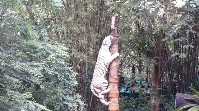 White Tiger. Тигр Альбинос - съедает наживку. смотреть онлайн