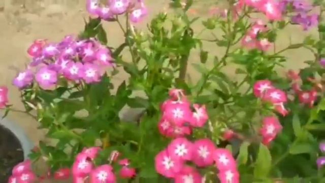 सरदय म लगओ य 22 फलवल पध winter flowering plants  winter flowering plants in india