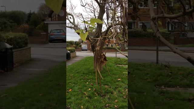 Indian bean tree (Catalpa bignonioides) - leaves & fruit - November 2017