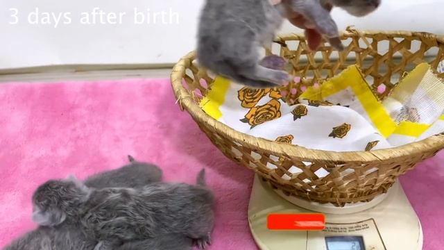 How much kittens have changed: Before and After 9 days смотреть онлайн