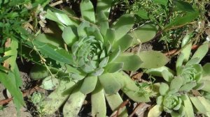 Молодило через 2 года