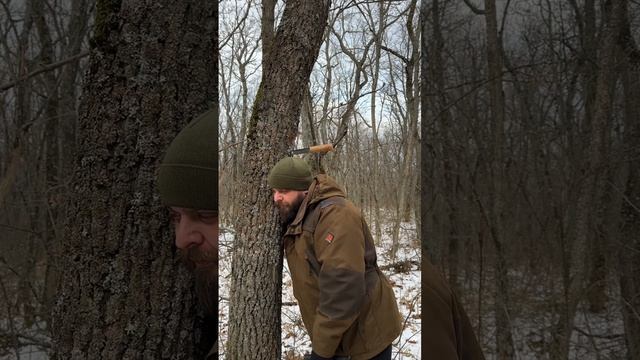 Как можно разговаривать с деревьями