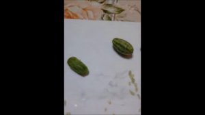 декоративные огурцы//Мини огурчики для маленьких хозяюшек