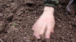 Посев зерновых