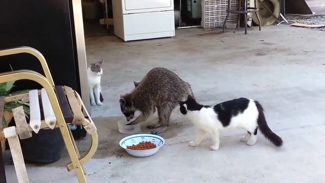 Милый и Наглый Енот ворует еду у кошек / Cute Raccoon and brazenly steal food from the cats смотреть онлайн